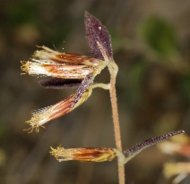 Brickellia californica