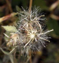 Brickellia californica