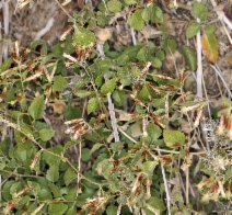 Brickellia californica