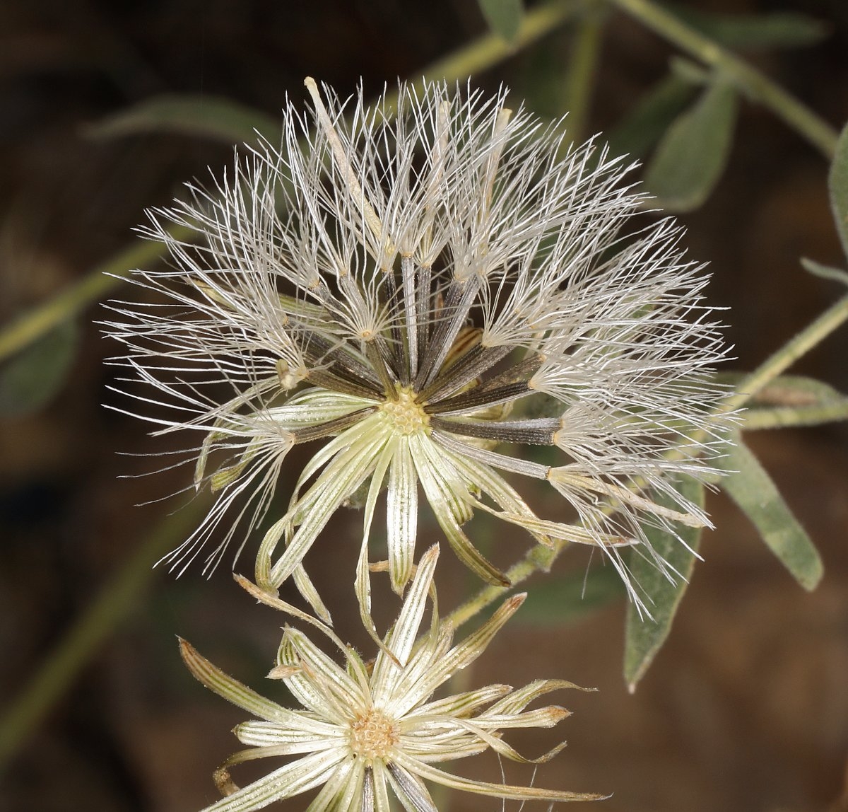 Brickellia oblongifolia var. linifolia