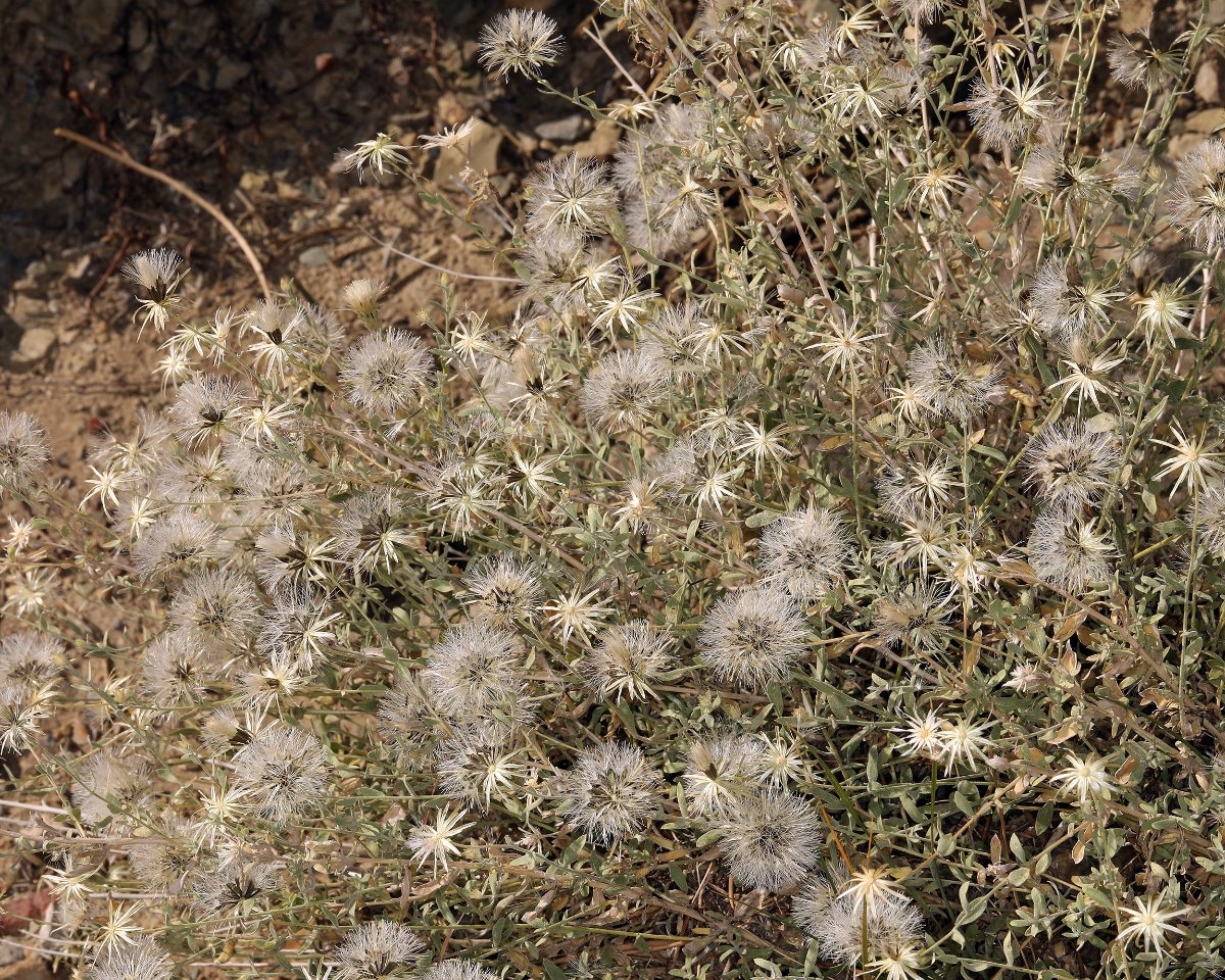 Brickellia oblongifolia var. linifolia