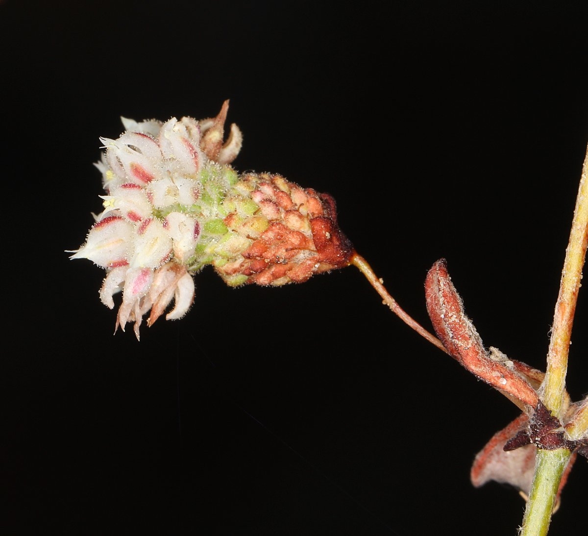 Eriogonum maculatum