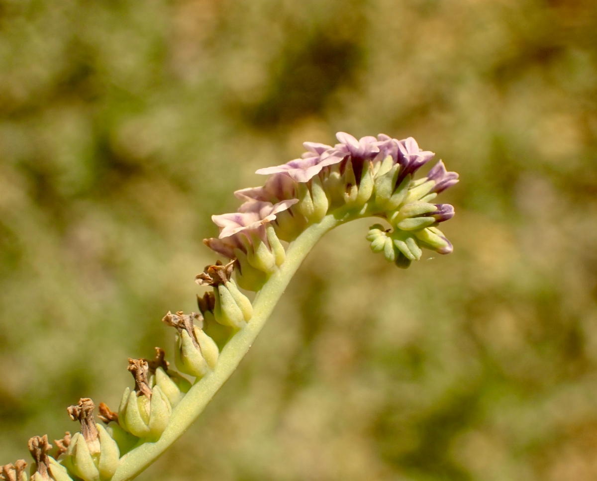 Heliotropium curassavicum var. oculatum