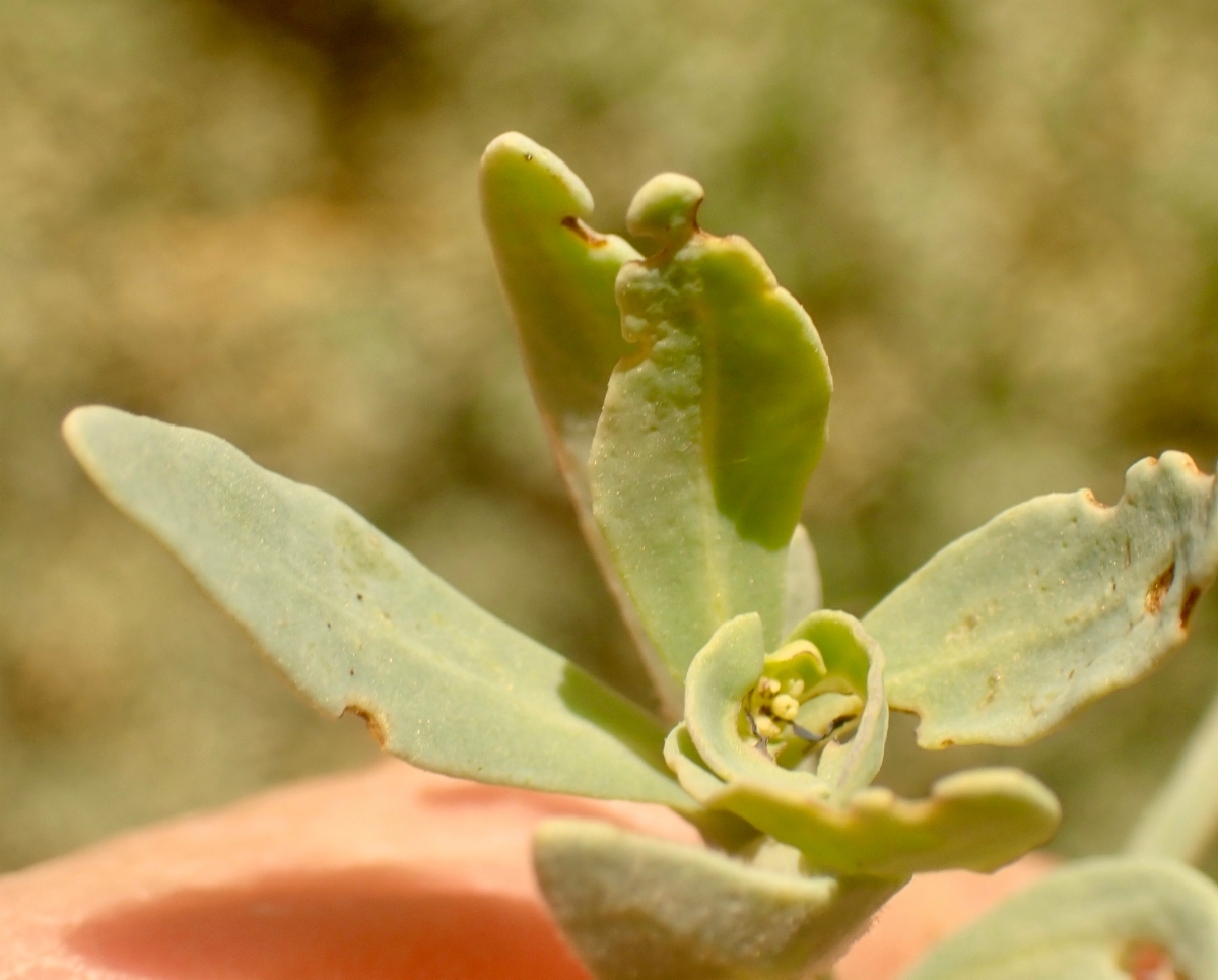 Heliotropium curassavicum var. oculatum