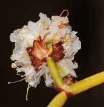 Eriogonum heermannii var. subracemosum
