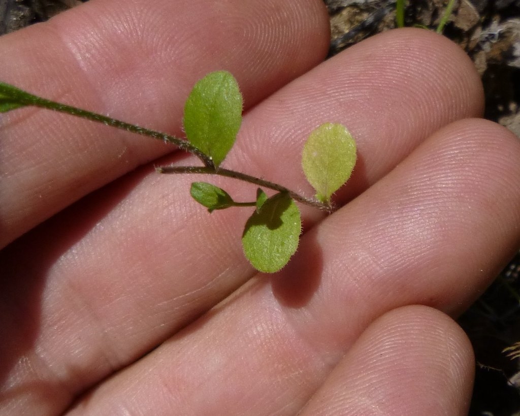 Triodanis biflora