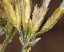 Ericameria nauseosa ssp. nauseosa var. hololeuca