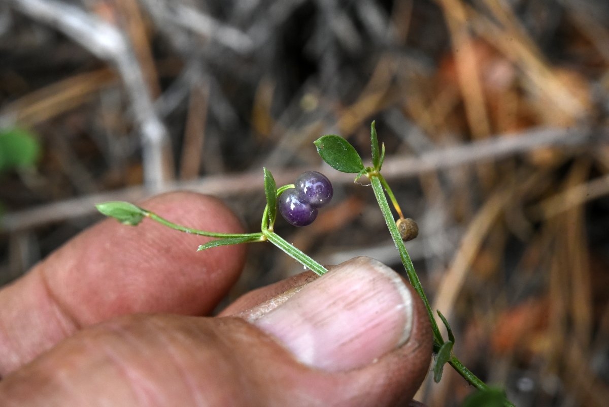 Galium bolanderi