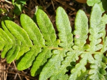 Pteridium aquilinum var. lanuginosum