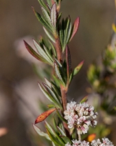 Eriogonum fasciculatum ssp. foliolosum