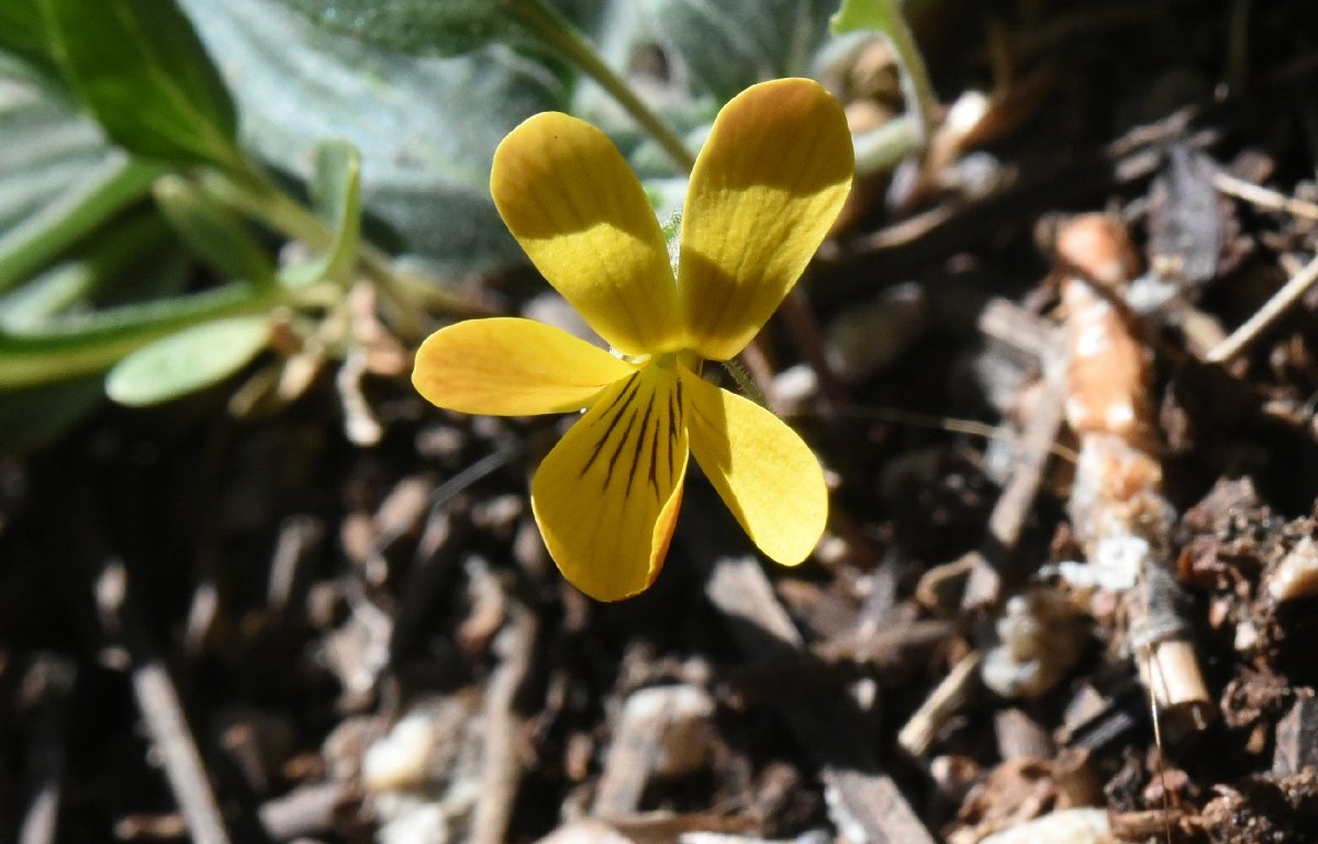 Viola pinetorum