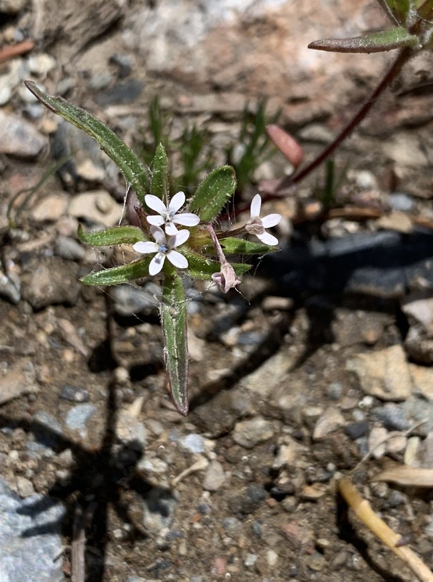 Collomia tinctoria