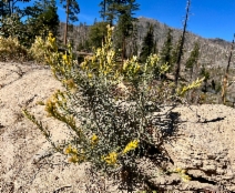 Ericameria parryi ssp. latior