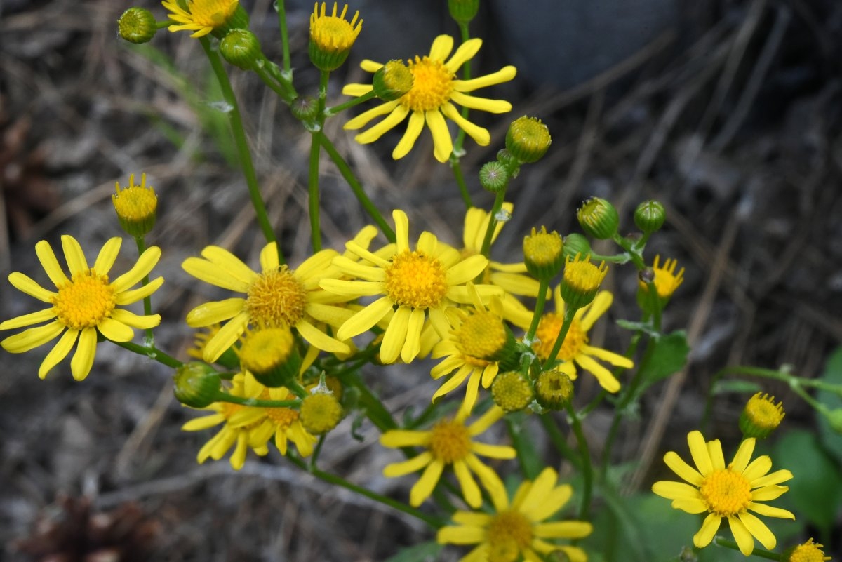 Packera streptanthifolia