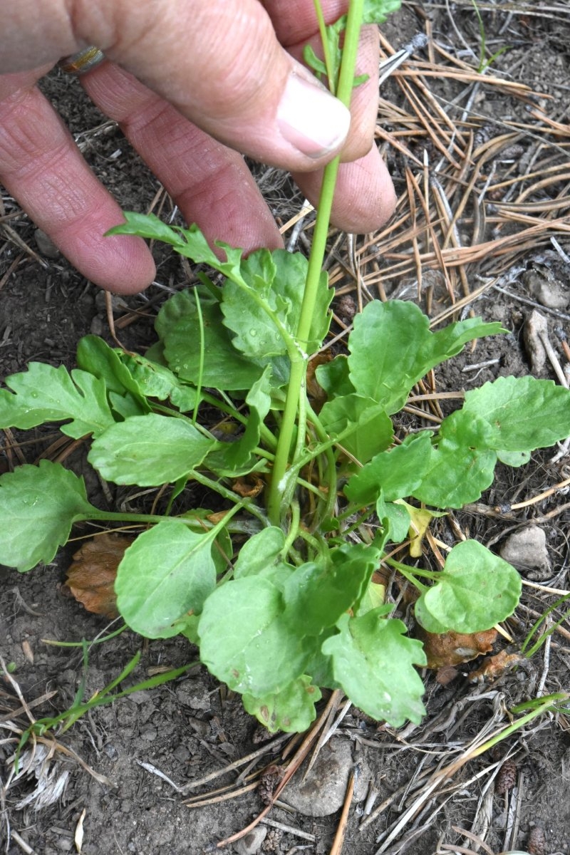 Packera streptanthifolia