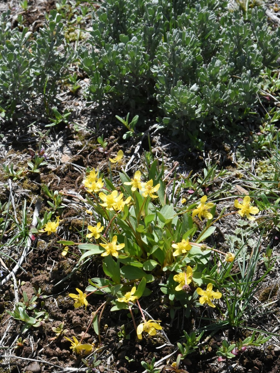 Ranunculus glaberrimus