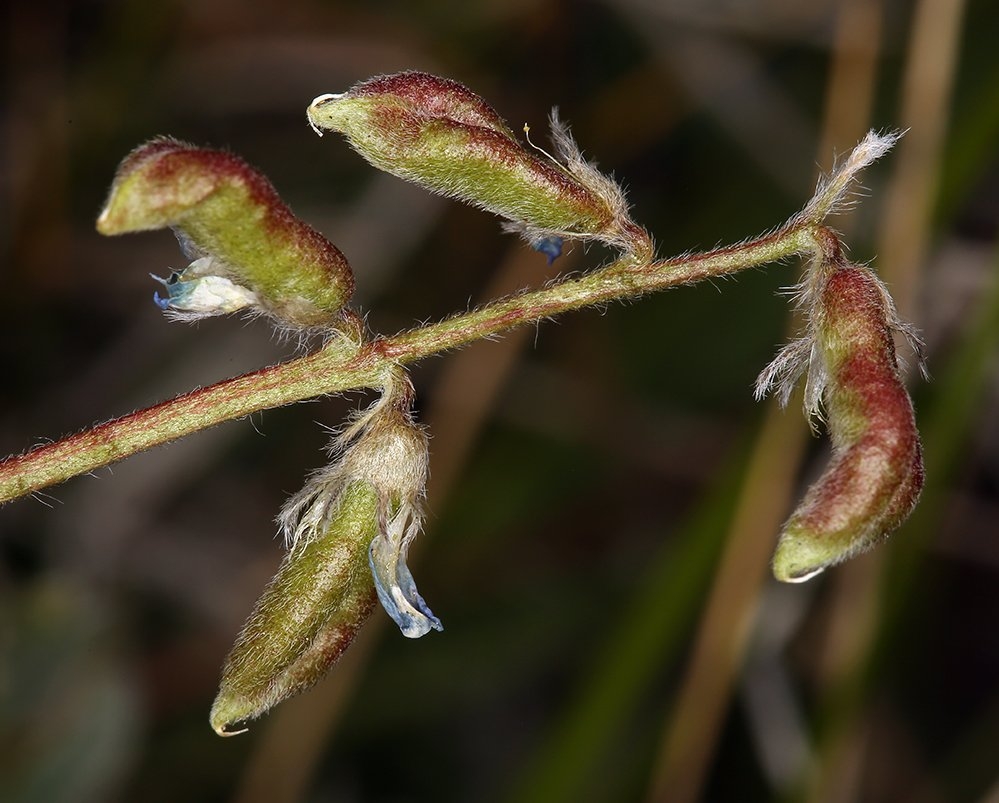 Oxytropis deflexa var. sericea