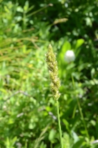 Carex amplectens