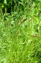 Carex amplectens