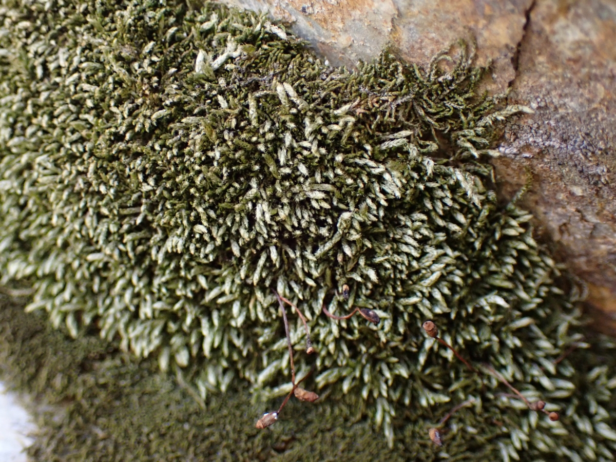 Brachytheciastrum collinum