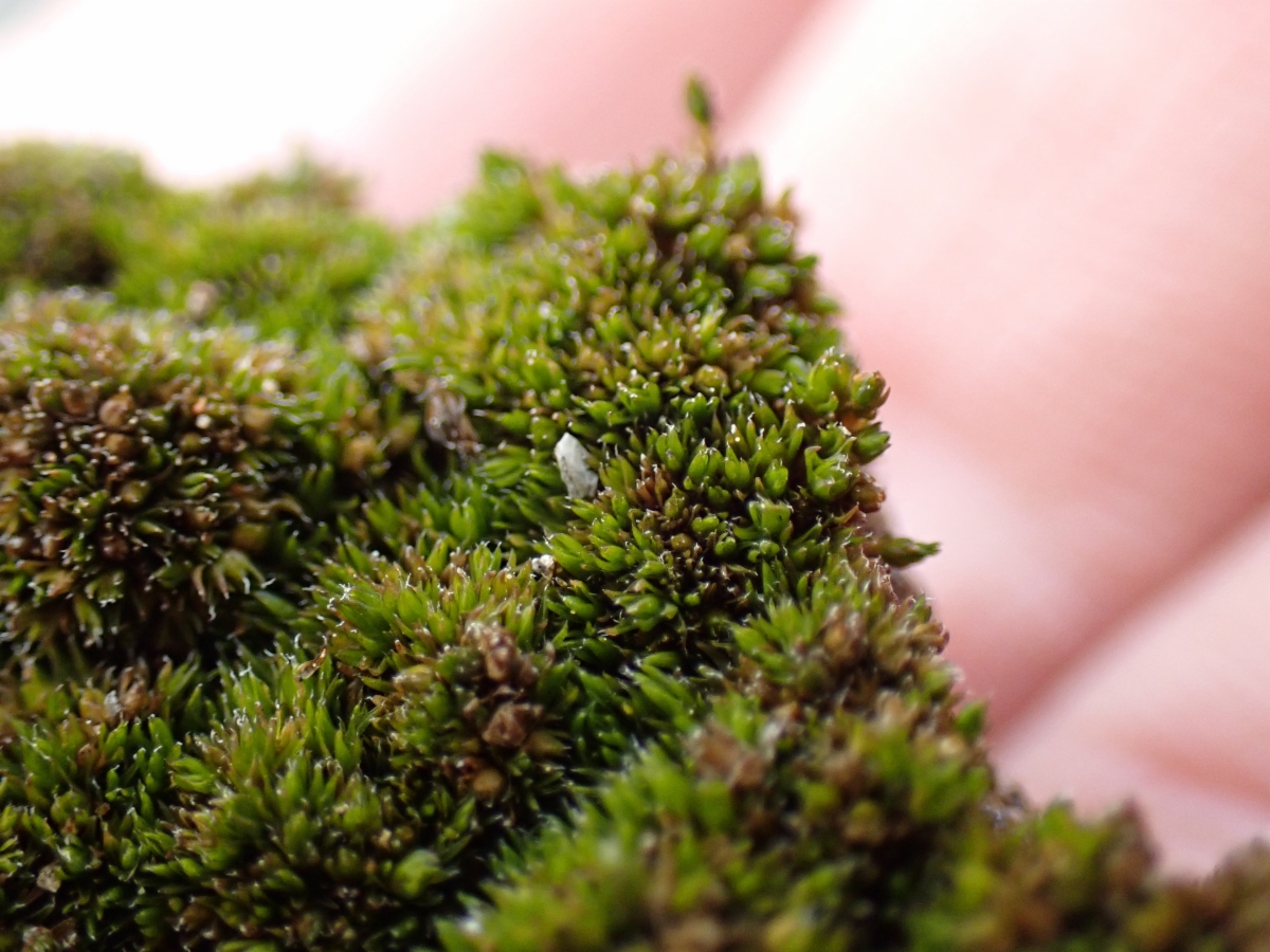 Grimmia alpestris