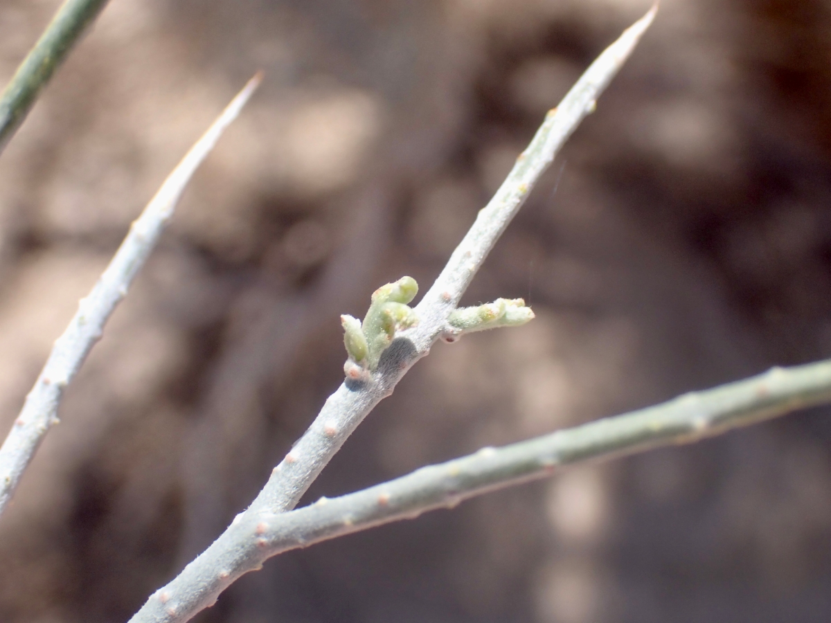 Psorothamnus spinosus