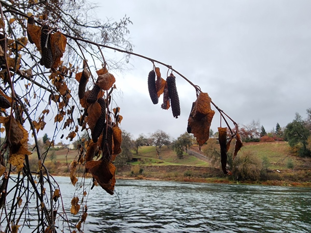 Betula pendula