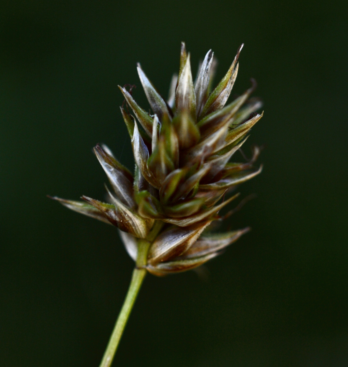 Carex jonesii