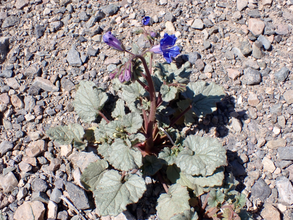 Phacelia campanularia var. vasiformis