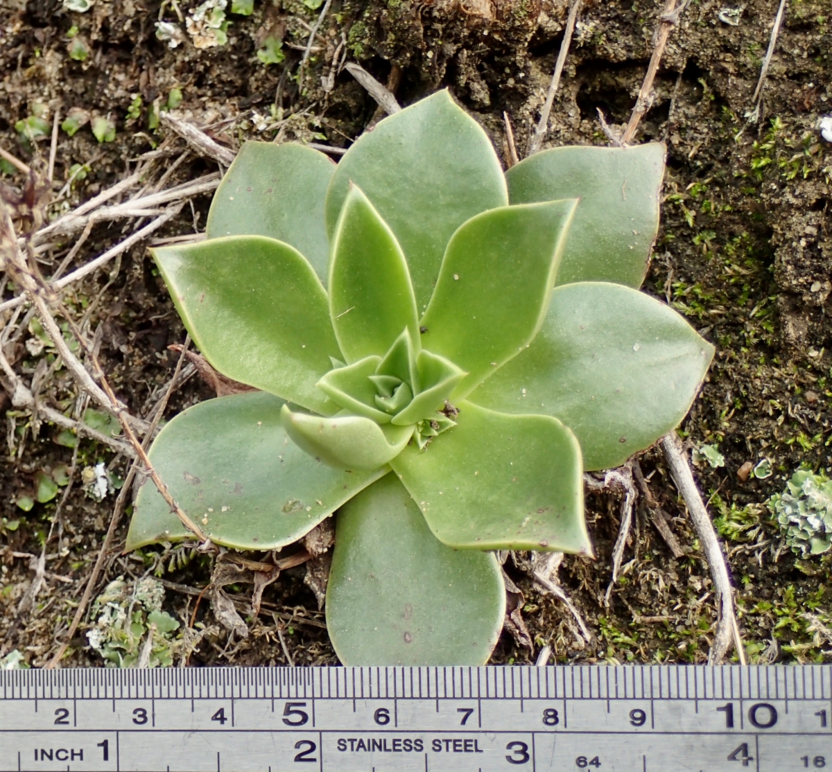 Dudleya stolonifera