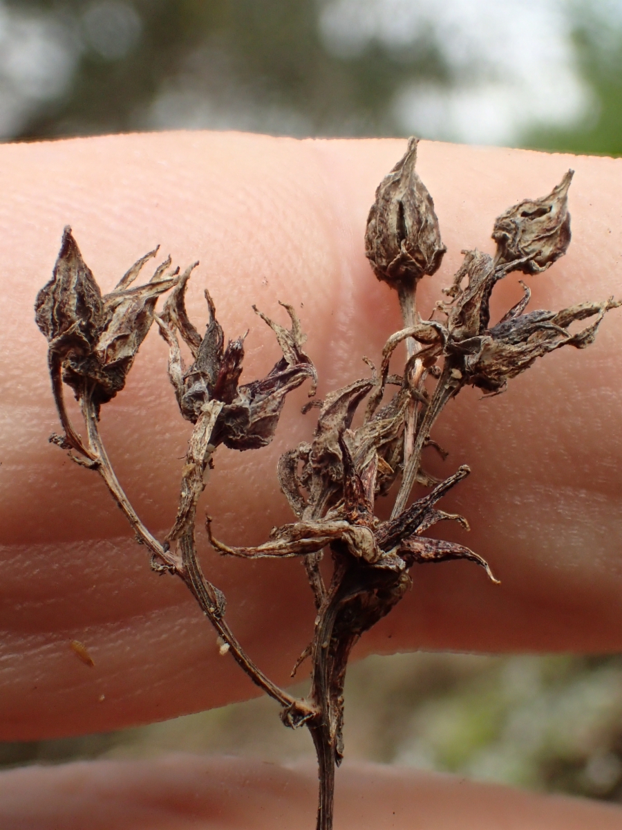 Dudleya stolonifera