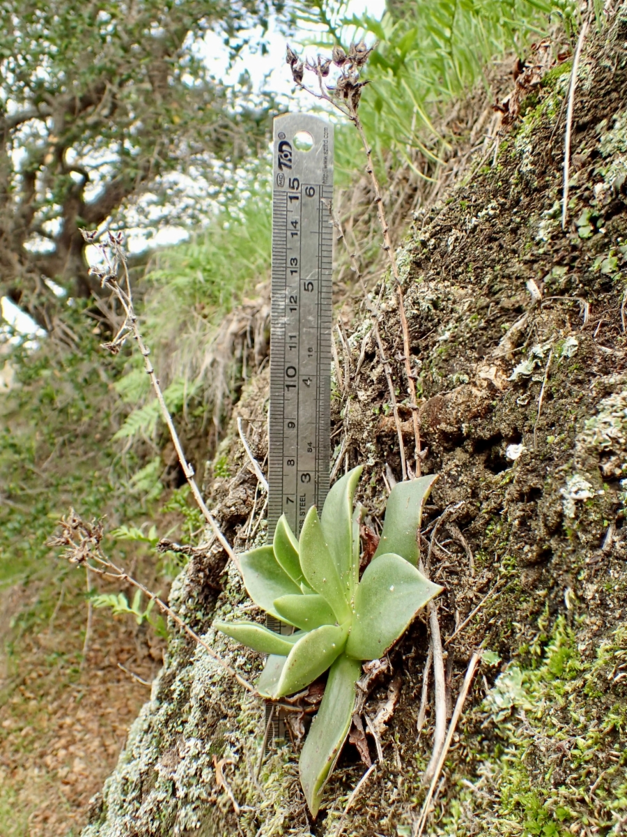 Dudleya stolonifera