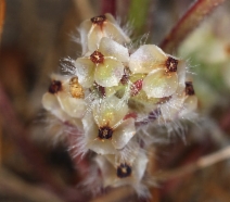 Plantago bigelovii ssp. californica