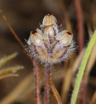 Plantago bigelovii ssp. californica