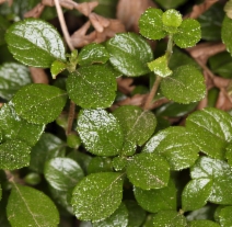 Linnaea borealis var. longiflora