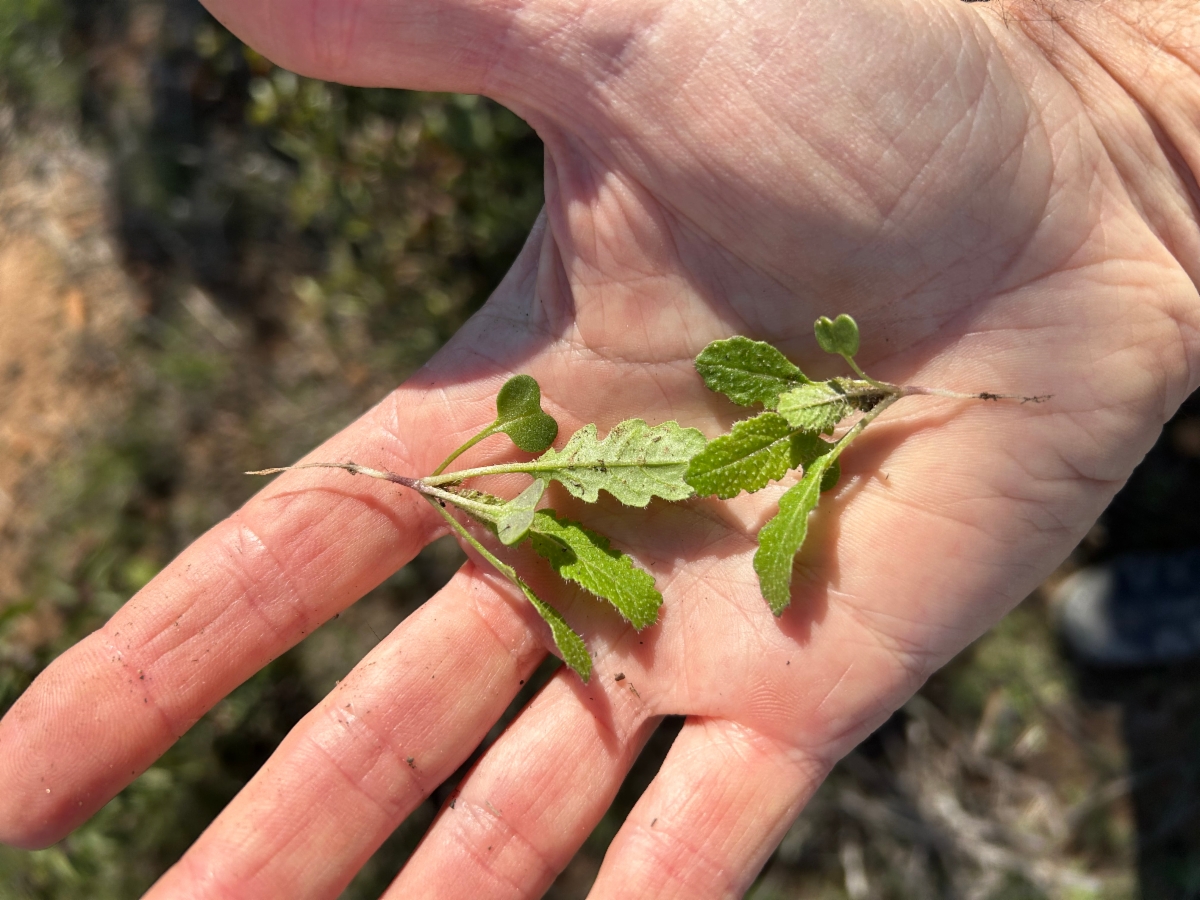 Brassica tournefortii