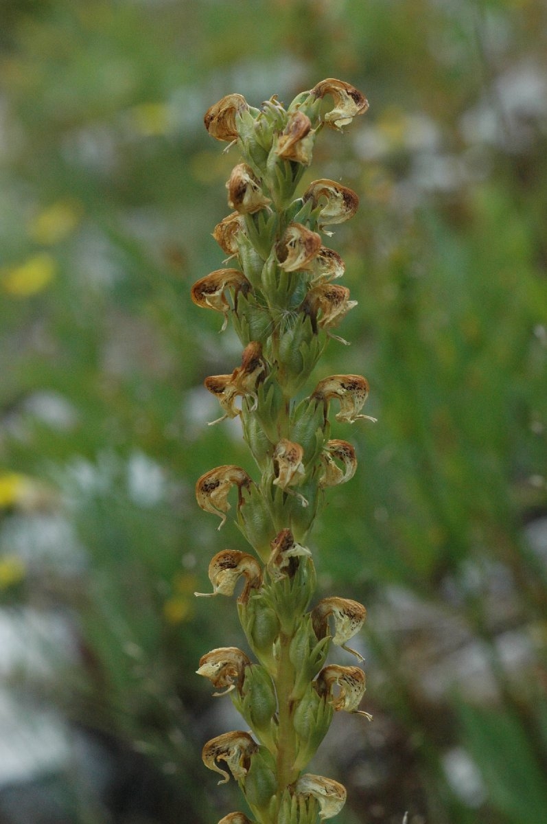 Pedicularis contorta