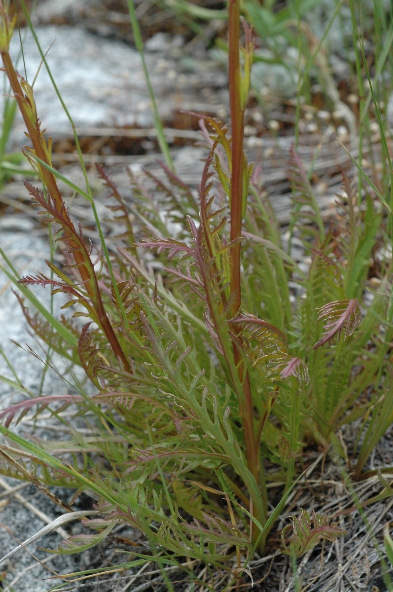 Pedicularis contorta