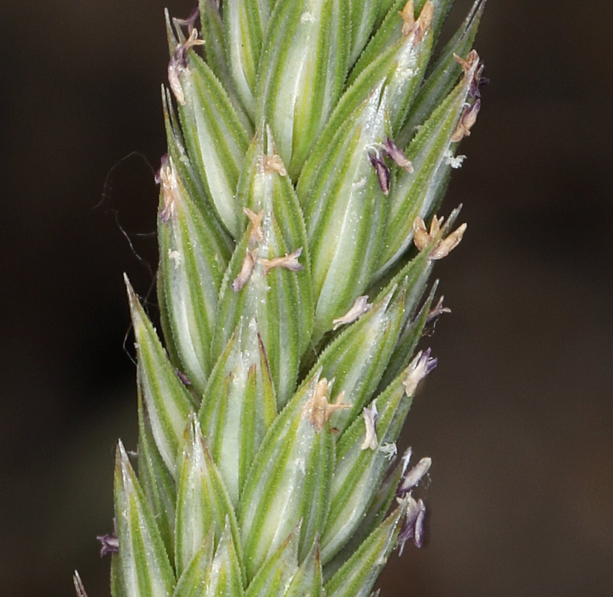 Phalaris lemmonii