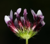 Trifolium variegatum