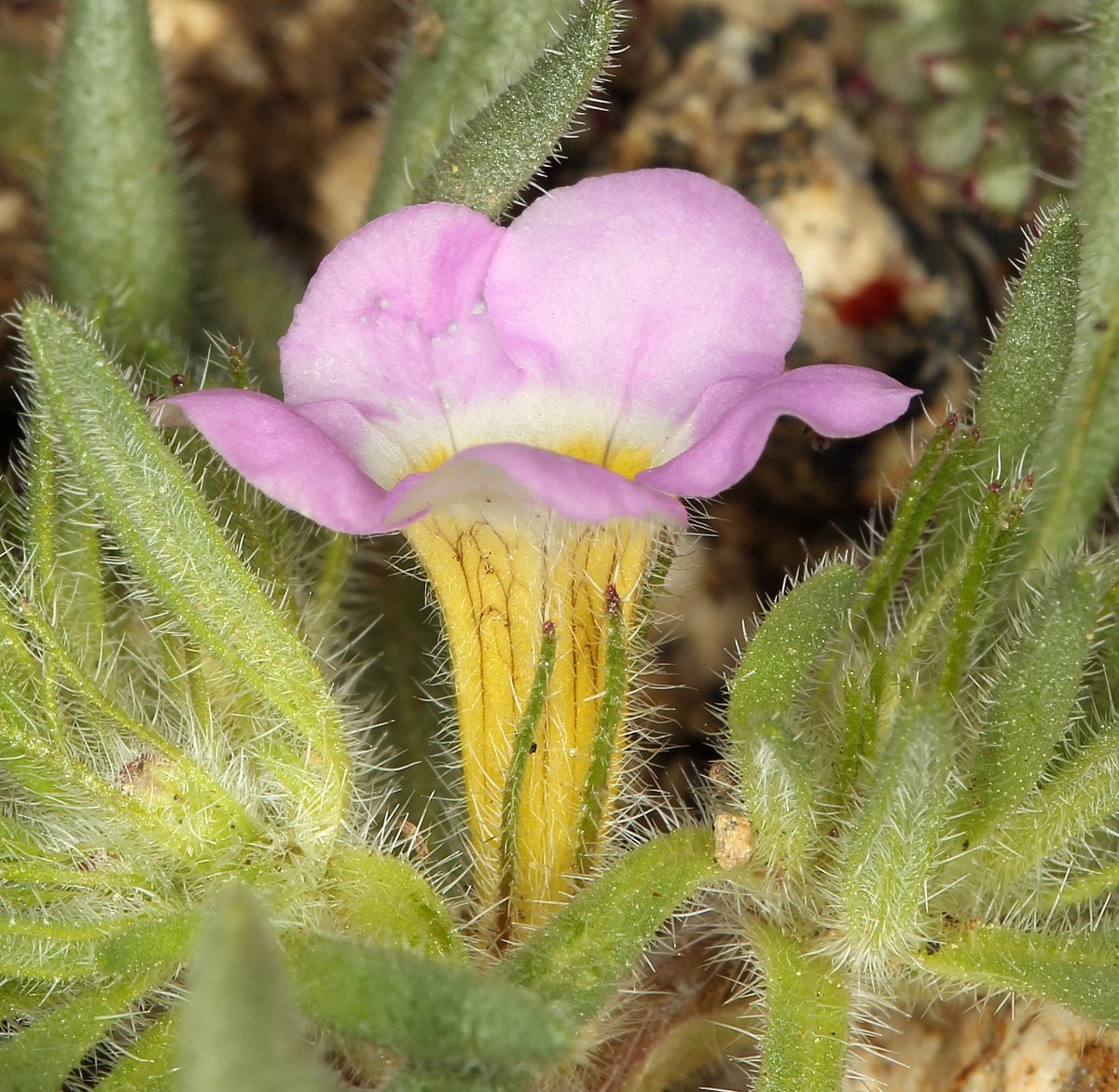 Nama aretioides var. multiflora