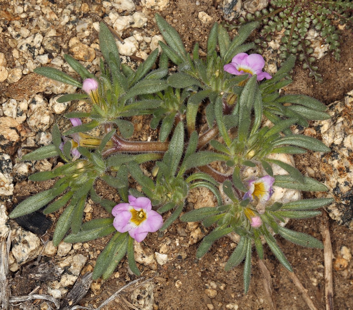 Nama aretioides var. multiflora