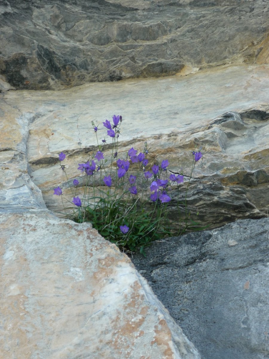 Campanula rotundifolia