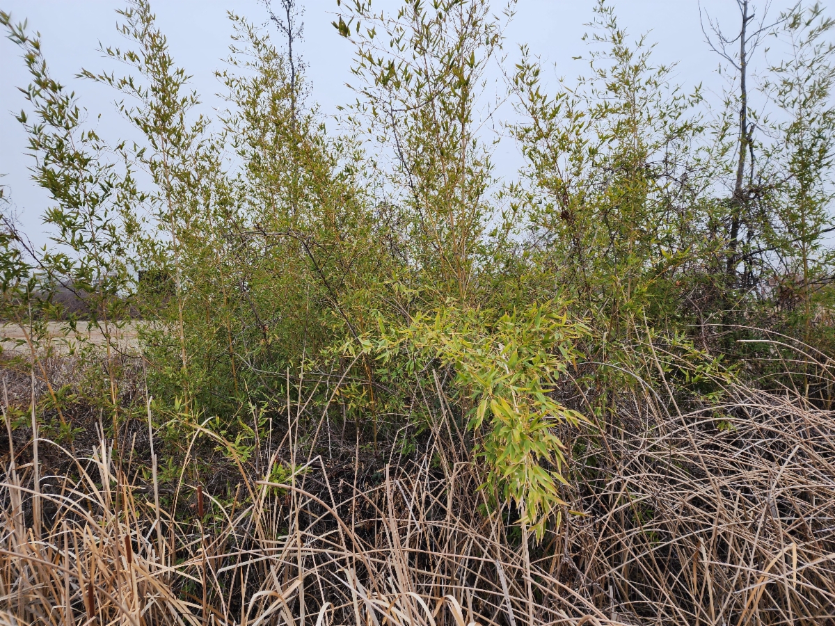 Phyllostachys aurea