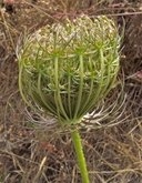 Daucus carota