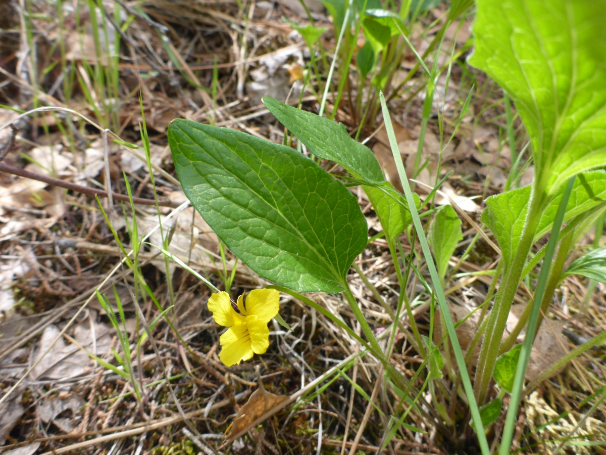 Viola praemorsa ssp. linguifolia