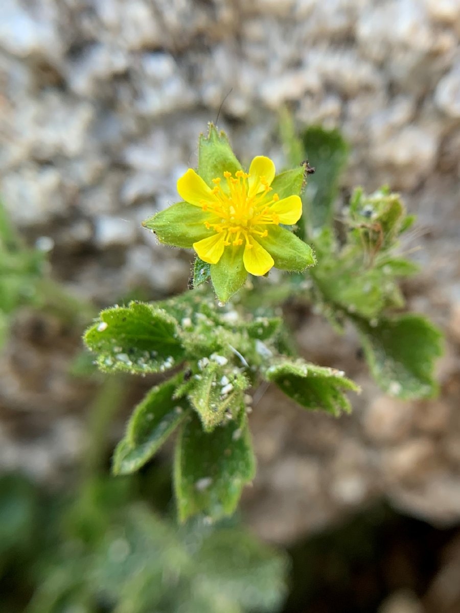 Ivesia saxosa