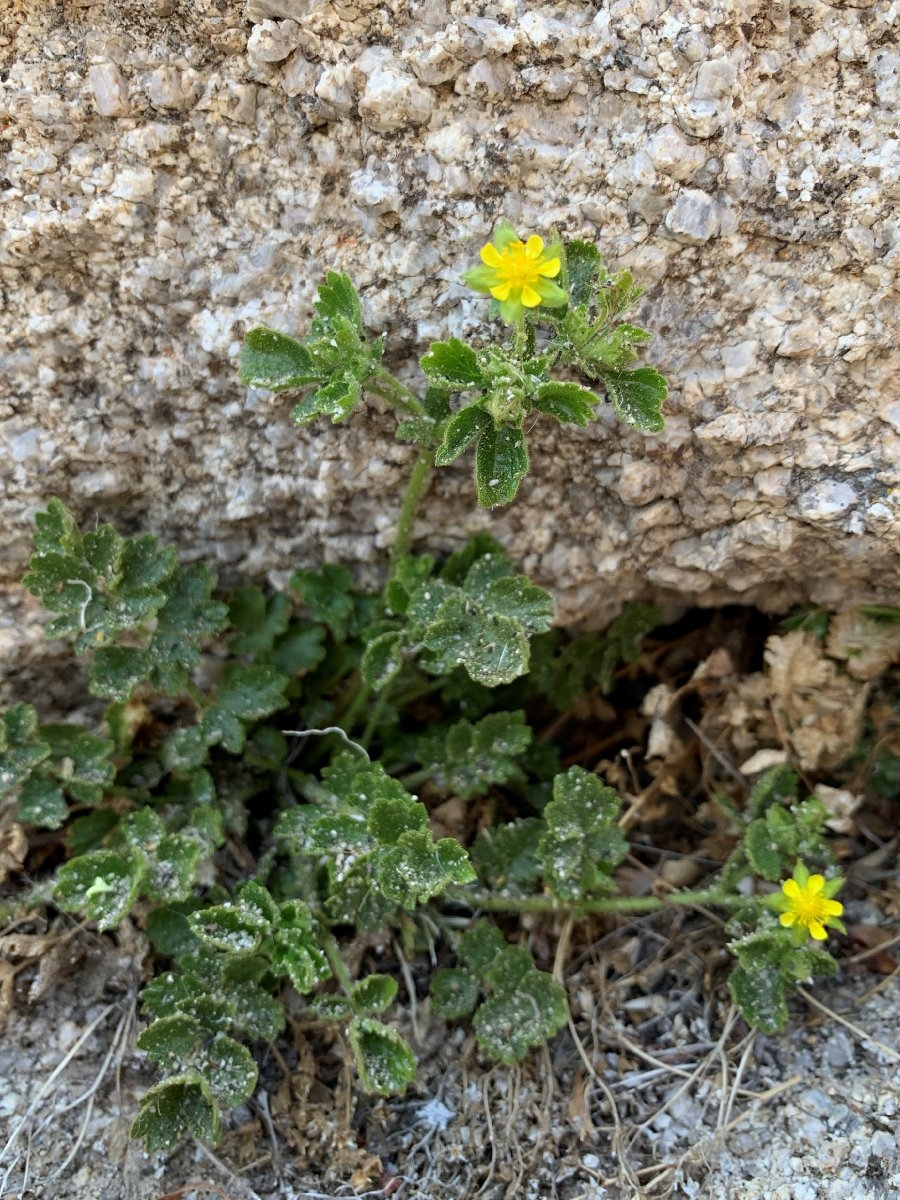 Ivesia saxosa