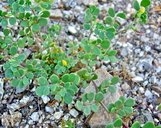 Acmispon maritimus var. brevivexillus