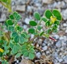 Acmispon maritimus var. brevivexillus